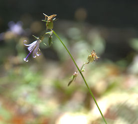 2010-07-12_44  Redwood Harebell TN.jpg - 25613 Bytes